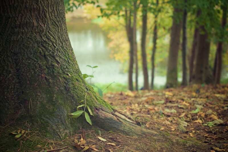 Bild von einem Baumstamm im Wald mit einem neuen Sprössling